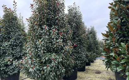 photinia fraseri "red robin"